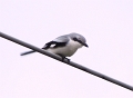 This great grey shrike popped up out of nowhere